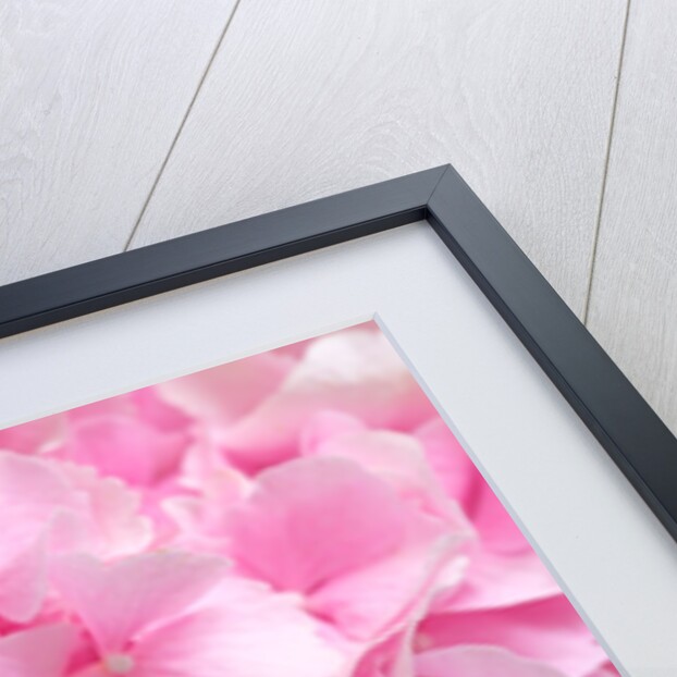 Flower bouquet by Assaf Frank